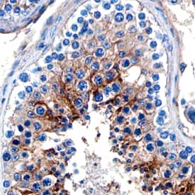 NAALADase-2/NAALAD2 antibody in Human Testis by Immunohistochemistry (IHC-P).