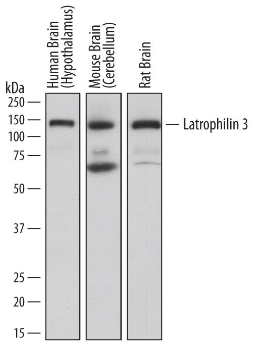 Detection of Human, Mouse, and Rat Latrophilin 3/LPHN3 antibody by Western Blot.