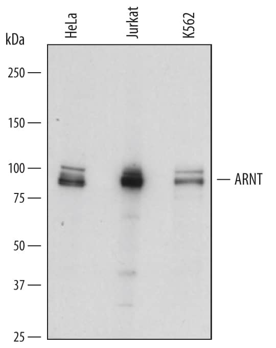 Detection of Human ARNT/HIF-1 beta antibody by Western Blot.