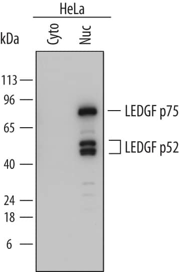 Detection of Human LEDGF antibody by Western Blot.