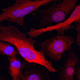 Glutathione S-Transferase pi 1/GSTP1 antibody in HeLa Human Cell Line by Immunocytochemistry (ICC).