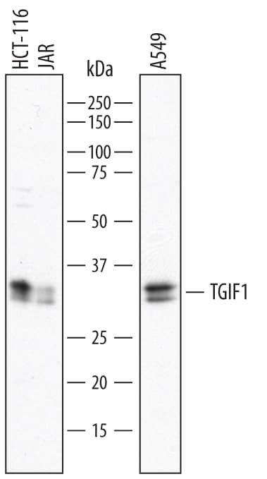 Detection of Human TGIF1 antibody by Western Blot.