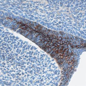 Desmocollin-3 antibody in Mouse Embryo by Immunohistochemistry (IHC-Fr).