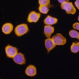 A20/TNFAIP3 antibody in HL-60 Human Cell Line by Immunocytochemistry (ICC).