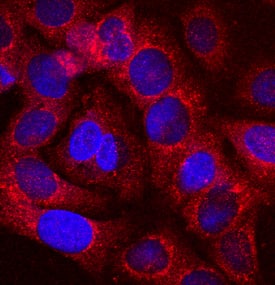 a1-Microglobulin antibody in HepG2 Human Cell Line by Immunocytochemistry (ICC).