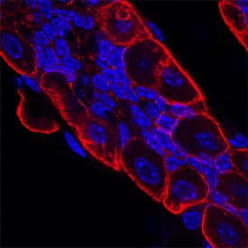 VSIG2 antibody in Mouse Stomach by Immunohistochemistry (IHC-Fr).