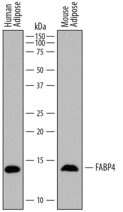 Detection of Human and Mouse FABP4/A-FABP antibody by Western Blot.