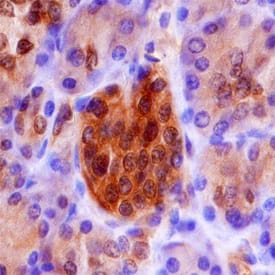 Endophilin B1/B2 antibody in Human Pancreas by Immunohistochemistry (IHC-P).