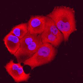 Cyclophilin A antibody in PANC-1 Human Cell Line by Immunocytochemistry (ICC).