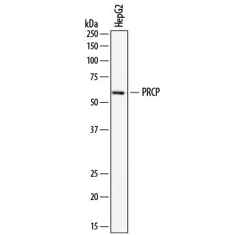 Detection of Human Lysosomal Pro-X Carboxypeptidase/PRCP antibody by Western Blot.