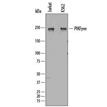 Detection of Human PIKFyve antibody by Western Blot.