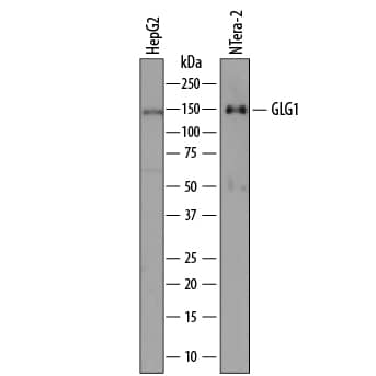 Detection of Human Golgi Glycoprotein 1/GLG1 antibody by Western Blot.