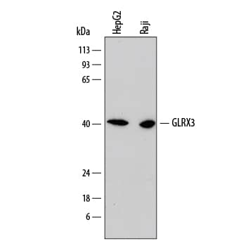 Detection of Human Glutaredoxin 3/ GLRX3 antibody by Western Blot.