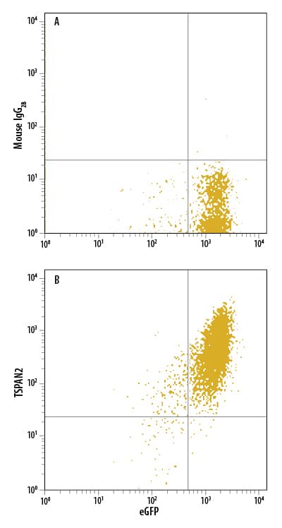 Detection of TSPAN2 antibody in NS0 Mouse Cell Line Co-transfected with TSPAN2 and eGFP antibody by Flow Cytometry.