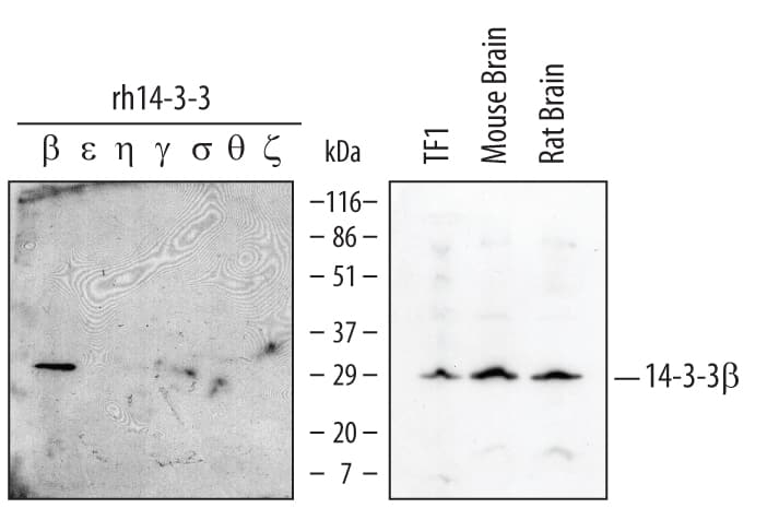 Detection of Human/Mouse/ Rat 14-3-3 beta antibody by Western Blot.