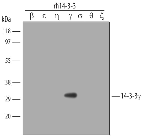 Detection of Human 14-3-3? antibody by Western Blot.