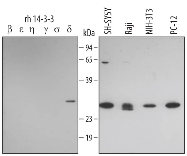 Detection of Human/Mouse 14-3-3? antibody by Western Blot.