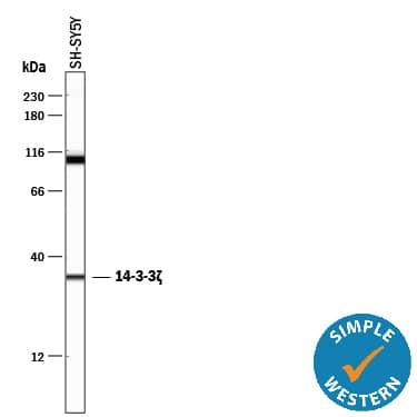 Detection of Human 14-3-3? antibody by Simple WesternTM.