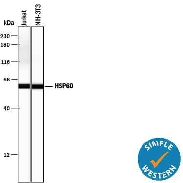 Detection of Human and Mouse HSP60 antibody by Simple WesternTM.