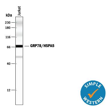 Detection of Human GRP78/HSPA5 antibody by Simple WesternTM.