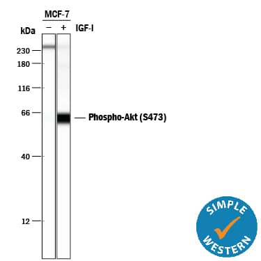 Detection of Human Phospho-Akt (S473) antibody by Simple WesternTM.