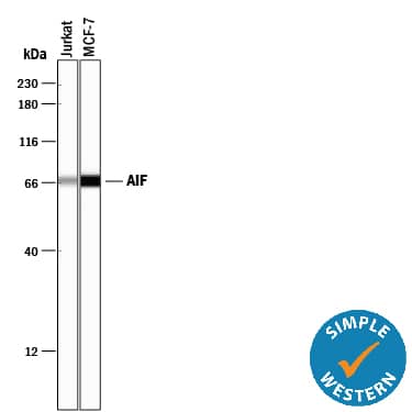Detection of Human AIF antibody by Simple WesternTM.