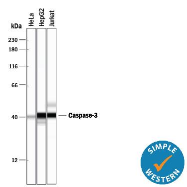 Detection of Human Caspase-3 antibody by Simple WesternTM.