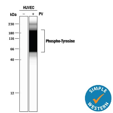 Detection of Human Phospho-Tyrosine antibody by Simple WesternTM.