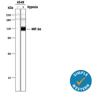Detection of Human HIF-1 alpha/HIF1A antibody by Simple WesternTM.