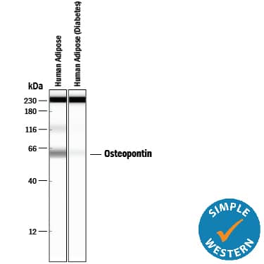 Detection of Human Osteopontin/OPN antibody by Simple WesternTM.
