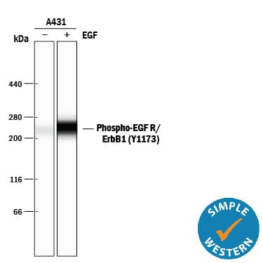 Detection of Human Phospho-EGFR (Y1173) antibody by Simple WesternTM.