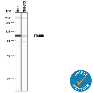 Detection of Human and Mouse STAT5b antibody by Simple WesternTM.