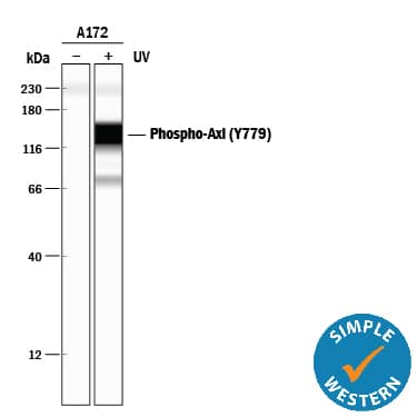 Detection of Human Phospho-Axl (Y779) antibody by Simple WesternTM.