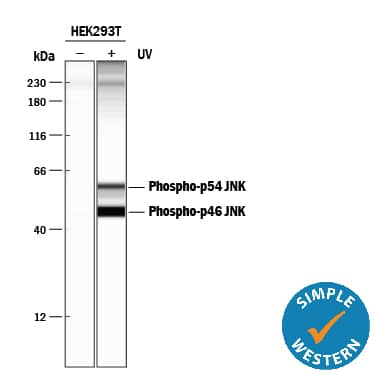 Detection of Human Phospho-JNK (T183/Y185) antibody by Simple WesternTM.