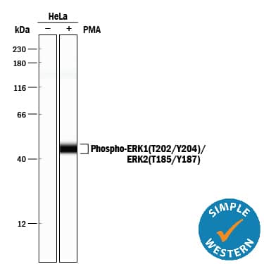 Detection of Human Phospho-ERK1 (T202/Y204)/ERK2 (T185/Y187) antibody by Simple WesternTM.