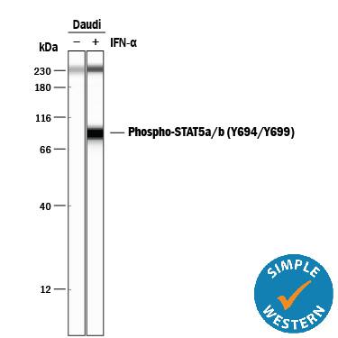 Detection of Human Phospho-STAT5a/b (Y694/Y699) antibody by Simple WesternTM.