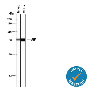 Detection of Human AIF antibody by Simple WesternTM.