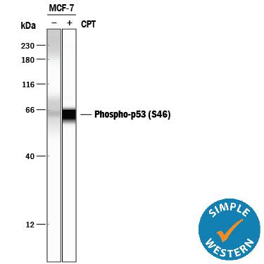 Detection of Human Phospho-p53 (S46) antibody by Simple WesternTM.