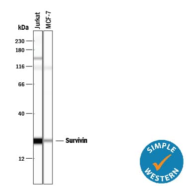 Detection of Human Survivin antibody by Simple WesternTM.