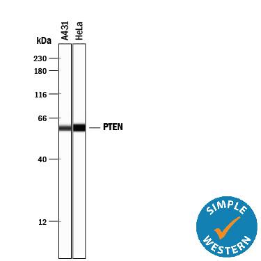 Detection of Human PTEN antibody by Simple WesternTM.