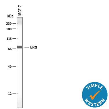 Detection of Human ER alpha/NR3A1 by Simple Western<sup>TM</sup>. Detection of Human ERa/NR3A1 antibody by Simple WesternTM.