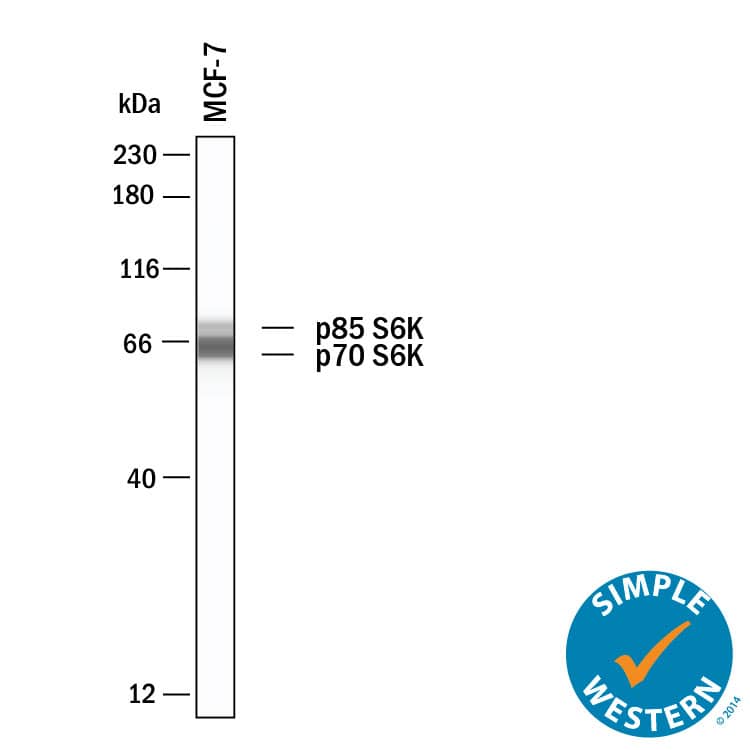 Detection of p70 S6 Kinase antibody by Simple WesternTM.