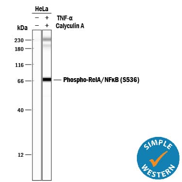 Detection of Human Phospho-RelA/NF?B p65 (S536) antibody by Simple WesternTM.