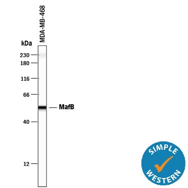 Detection of Human MafB antibody by Simple WesternTM.