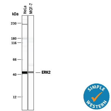 Detection of Human ERK2 antibody by Simple WesternTM.