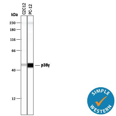 Detection of Mouse and Rat p38? antibody by Simple WesternTM.