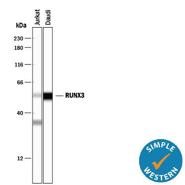 Detection of Human RUNX3/CBFA3 antibody by Simple WesternTM.