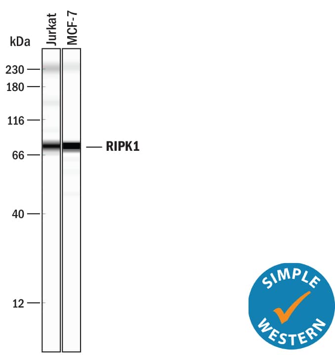 Detection of Human RIPK1/RIP1 antibody by Simple WesternTM.