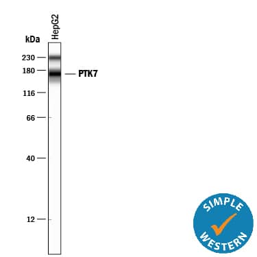 Detection of Human PTK7/CCK4 antibody by Simple WesternTM.
