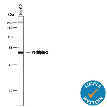 Detection of Human Perilipin-2 antibody by Simple WesternTM.